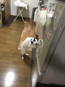 ブログ③