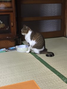 ブログ写真